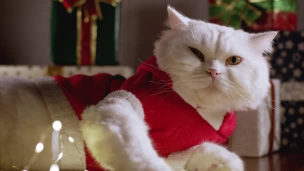 Бытовая белая кошка позирует в костюме Санта-Клауса на фоне украшения подарочных коробок. Новый год, домашние животные, понятие "животный мем". — стоковое видео