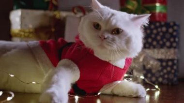Noel süslemesinde altın süslemelerle oynayan komik beyaz kedi. Hediye kutuları, Noel Baba kostümü. Yeni yıl, evcil hayvanlar, hayvanlar konsepti.