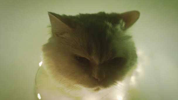 Cute portret białego futrzastego kota w czerwonej muszce na zielonym tle chromakey. Nagranie ze studia 4k. Luksusowy izolowany kotek domowy. — Wideo stockowe