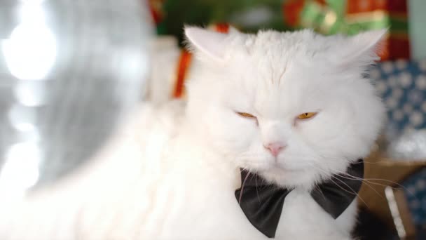 Retrato de gato blanco somnoliento en corbata negra con bola de discoteca giratoria. Año nuevo, fiesta, mascotas, animales concepto meme. — Vídeo de stock