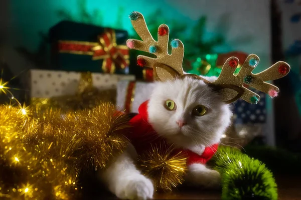 Noel süslemesindeki tüylü beyaz kedi portresi geyik boynuzları ve Noel Baba kostümü. Yeni yıl, evcil hayvanlar, hayvanlar konsepti. — Stok fotoğraf