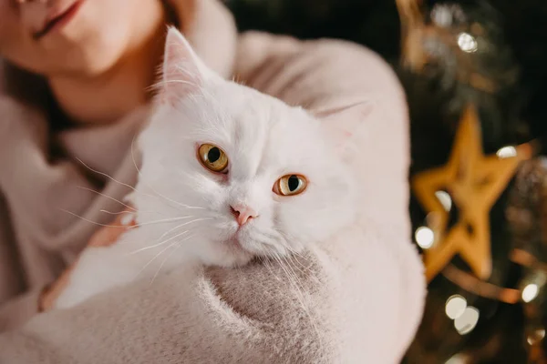 Femme tient et caresse chat à fourrure blanche près de l'arbre de Noël. Animaux domestiques jouit d'affection et d'attention. Nouvel An atmosphère magique de confort, d'amour et de chaleur. — Photo