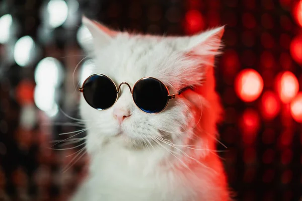 Portret disco futrzanego kota w okularach modowych na neonowej ścianie studyjnej. Luksusowy kotek domowy w okularach pozuje na srebrno-czerwonym tle. — Zdjęcie stockowe