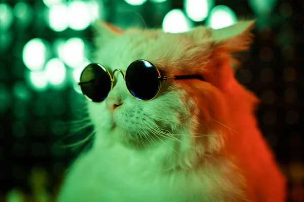 Porträt einer Disco-Pelzkatze mit modischer Brille an einer neonglänzenden Wand im Studio. Luxuriöse häusliche Miezekatze in Brille posiert auf grünem Hintergrund. — Stockfoto