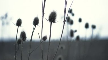 Kurumuş çay bitkileri, aynı zamanda Dipsacus olarak da bilinir. Gri sonbahar sonları arka planında. Solmuş çiçekler rüzgarda sallanıyor. Yavaş çekim.