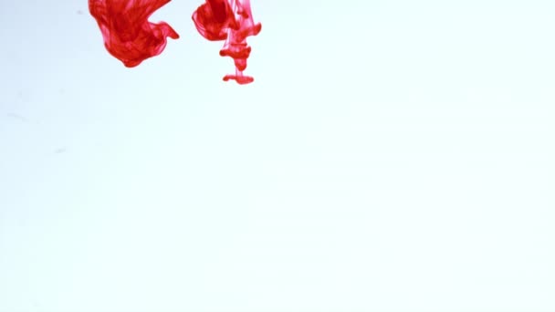 Rode inkt in water schieten met hoge snelheid camera. Bloederige verf daalde, reageerde, creëerde abstracte wolkenformaties en metamorfose op wit. Kunstachtergronden — Stockvideo