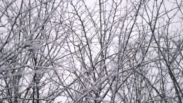 Piękne zimowe tło lasu. Ciężki prawdziwy śnieg spadający na gałęzie drzew. Piękny krajobraz. Zwolniony ruch — Wideo stockowe