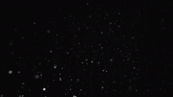黒の上に白い塵の粒子が落ちる。冬の寒さ、吹雪、嵐。アブストラクトの詳細は、構成または背景の透明性に使用できます. — ストック動画