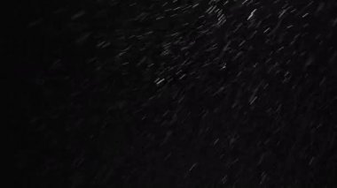 Real snowfall, winter snow with wind influence on black background. Abstract white dust particles. Perfect for composite or transparency