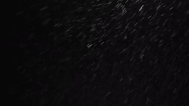 Real snowfall, winter snow with wind influence on black background. Abstract white dust particles. Perfect for composite or transparency — стоковое видео