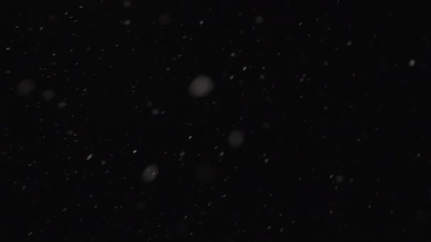 Real snowfall, winter snow with wind influence on black background. Abstract white dust particles. Perfect for composite or transparency — Vídeo de Stock