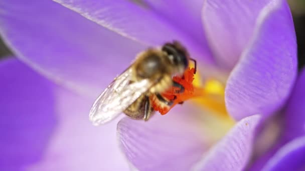 Macro uitzicht op bij op violette krokus bloem verzamelen nectar. Geweldige beelden van hoe een insect stuifmeel verzamelt. Bestuiving, natuur, voorjaarsconcept. — Stockvideo