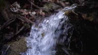 Dağ ormanlarından akan akarsu. Nehrin kaynağı Karpatlar 'dır. Doğa kavramı, saflık, tazelik. Güzel arkaplan