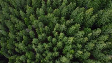 Ladin kozalaklı ağaç tepelerinde uçan drone görüntüsü. Evergreen köknar ya da çam ağacı ormanı. Dağ tahtasında uçuş, doğa manzarası, doku arka planı.