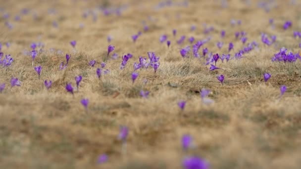 Violet κρόκους κυματίζει στον άνεμο. Ανθισμένα ανοιξιάτικα μοβ λουλούδια στο λιβάδι του ψηλού βουνού. οικογένεια Vernus, saffron, Iridaceae — Αρχείο Βίντεο