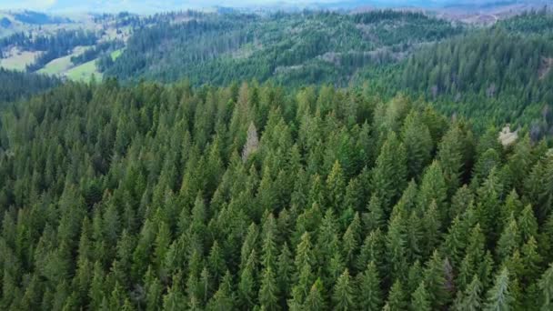 Tiro aéreo de drones volando sobre copas de abetos de coníferas. Abeto perenne o bosque de pinos. Vuelo sobre madera de montaña, paisaje natural, textura de fondo. — Vídeos de Stock