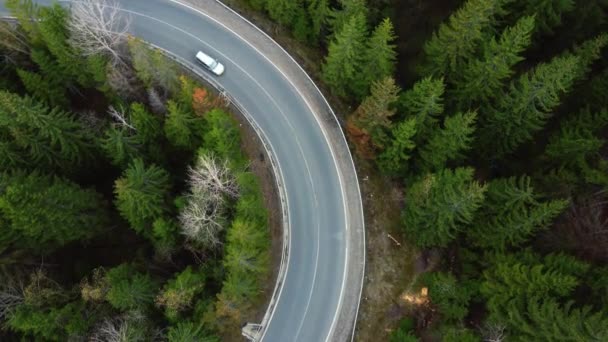 Top view to road with cars and coniferous spruce trees on roadside. Drone aerial shot of flying over evergreen fir or pine forest. Winding track along which automobiles pass. — 图库视频影像