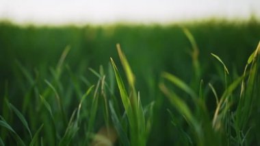 Taze yeşil buğday yakın plan. Kamera soldan sağa hareket ediyor. Çimen arka planı. Alan, tarım, doğa, ekoloji kavramı. 