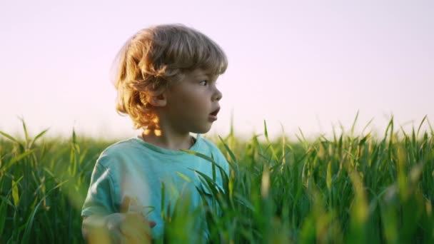 Retrato de un niño rizado parado en un campo de trigo verde fresco. Hermoso niño explora las plantas, la naturaleza en primavera. Infancia, futuro, agricultura, concepto de ecología — Vídeo de stock