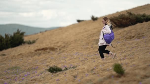 年轻的女旅行家独自下山远足。有番红花的山谷背着背包的女士慢动作. — 图库视频影像