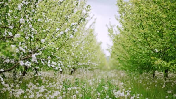 Fioriture di meleto o ciliegio. Fiori primaverili e rami d'albero bianchi con fioriture. Scena floreale con illuminazione naturale. Sfondo astratto della natura. Tarassaco. — Video Stock