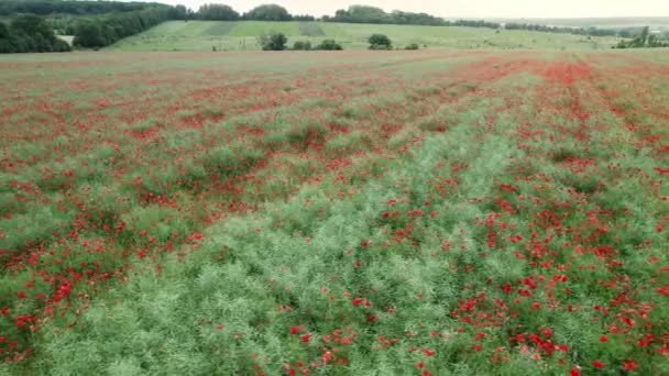 Luchtlandschap van drone - groot veld van bloeiende rode papavers. Abstract wilde bloemen achtergrond. Natuur concept, landbouw industrie . — Stockvideo