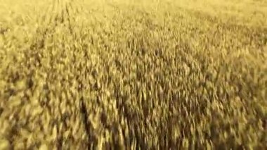 İHA 'dan hava görüntüsü. Uçsuz bucaksız sarı buğday tarlalarının üzerinde uçuyorlar. Mısır tarlası üzerinde uçuş. Güzel manzara. Hasat, tarım, tarım sektörü kavramı.