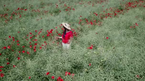 Mooie jonge vrouw in papaverweide. Luchtlandschap van drone - groot veld van bloeiende rode papavers. Wilde bloemen achtergrond. Natuur concept, landbouw industrie . — Stockvideo
