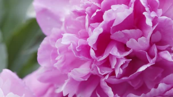Gros plan de pivoine rose en fleurs dans le jardin. Cour fleurie colorée, saison printanière. Fond naturel, macro pétales. — Video