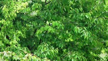 Ormanda yaz yağmuru. Kiraz ağacının yeşil yapraklarından damlayan su damlaları. Güzel, rahatlatıcı bir arka plan. Hava, çevre, doğa kavramı.