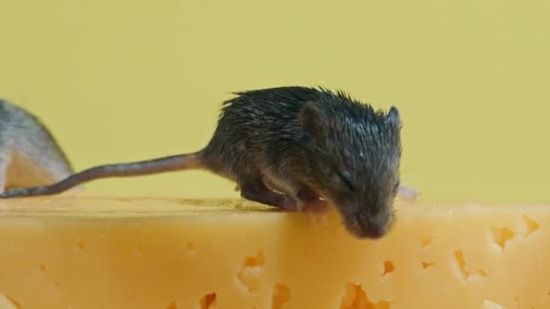 Yeni doğmuş fare peynirin üzerinde sürünüyor. Yakın çekim görüntüsü. Kemirgenler, fare, haşereler. — Stok video
