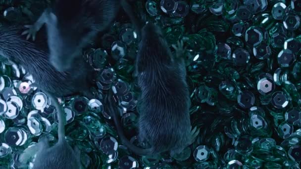Detailní pohled na malé hlodavce na modrých flitrech. Okouzlující myš, koncepce bohatství, nehygienické podmínky, myši, škůdci. — Stock video