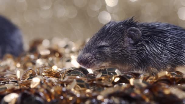 Pequeños ratones recién nacidos lindo en monedas de oro en escaparate de la tienda de lujo caro. Concepto de glamour, condiciones insalubres, roedores, plagas. — Vídeos de Stock