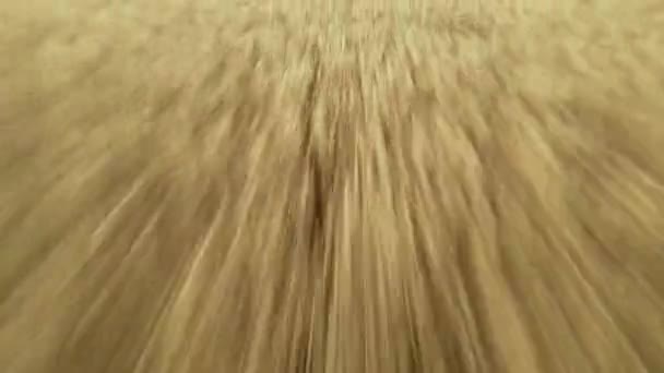 Letecký pohled z dronu. Letí rychle nad obrovským žlutým pšeničným polem. Let nad kukuřičným polem. Nádherná krajina. Sklizeň, zemědělství, agroobchod, vysokorychlostní koncept. — Stock video