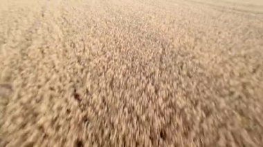 İHA 'dan hava görüntüsü. Uçsuz bucaksız sarı buğday tarlalarının üzerinde uçuyorlar. Mısır tarlası üzerinde uçuş. Güzel manzara. Hasat, tarım, tarım sektörü kavramı.