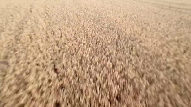 Vista aérea desde el dron. Volando sobre el vasto campo de trigo amarillo. Vuelo sobre el maizal. Hermoso paisaje. Cosecha, agricultura, concepto agronegocios. — Vídeos de Stock