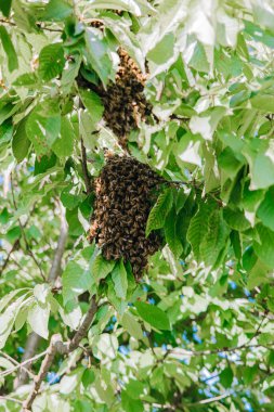 Arı sürüsü. Ağaç dalına sıkışmış yeni bir arı kolonisi. Yeni bir kovan oluşturun, aile. Arıcılık ve böcek davranışları