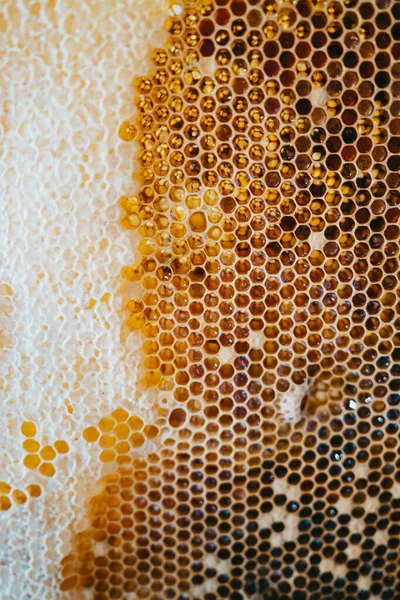 A leendő méhek lepecsételt ivadékával és mézzel teli méhsejt fésű alapítvány. méhészet. A méhészet fogalma, kereskedelmi beporzók, élelmiszer-termelők. — Stock Fotó