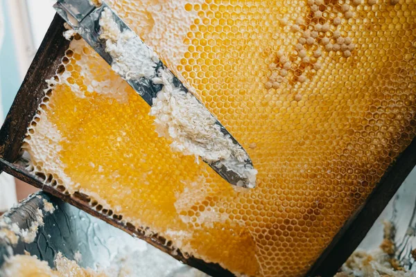 Knife cuts off sealed honeycomb and sweet honey flows out of it. Production of nectar in apiary. Manual labor, insect care. Beekeeping culture concept, yellow harvest