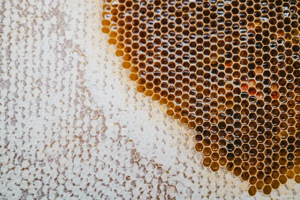 A leendő méhek lepecsételt ivadékával és mézzel teli méhsejt fésű alapítvány. méhészet. A méhészet fogalma, kereskedelmi beporzók, élelmiszer-termelők. — Stock Fotó