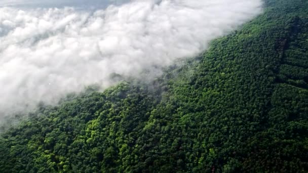 Vista aérea do drone da bela floresta de montanha durante a manhã cedo nebulosa após a chuva. Névoa mágica na ravina. Natureza fundo, calma, solidão, beleza da terra, conceito de topografia — Vídeo de Stock