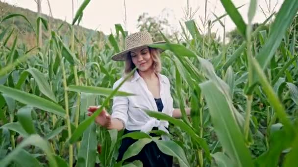 Portrét krásné mladé ženy ve stylových lněných šatech a slaměném klobouku procházející se mezi zelenými kukuřicemi na poli. Zemědělství, móda, stylový dámský koncept. — Stock video