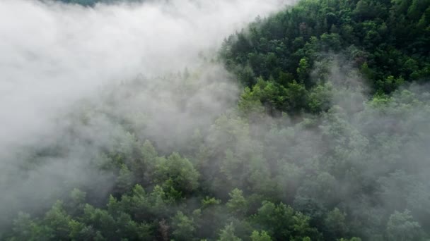 Вид с воздуха на мистический горный лес. Пролетая над коронами деревьев, покрытыми туманной туманностью. Туман, природа, раннее утро после дождя. — стоковое видео