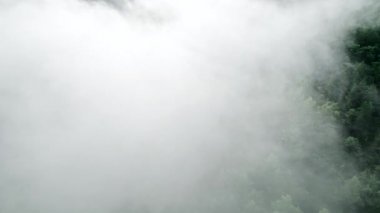 Yoğun sisli ormandaki hava aracı görüntüsü. Bulutların arasında uçuyor. Sonbahar sabahının erken saatlerinde, sakinlik, rahatlama, yeryüzünün güzelliği, doğa konsepti