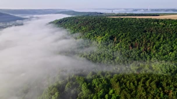 Вид з повітряного безпілотника на зелений гірський ліс. Політ над густим туманом. Чудовий ранній літній туманний ранок, спокійний фон, релаксація, краса землі, концепція природи — стокове відео