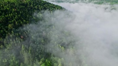 Yeşil dağ ormanının üstündeki hava aracı görüntüsü. Yoğun sis ve bulutların arasında uçuyor. Fevkalade bir yaz sabahı, sakinlik arka plan, rahatlama, yeryüzünün güzelliği, doğa konsepti