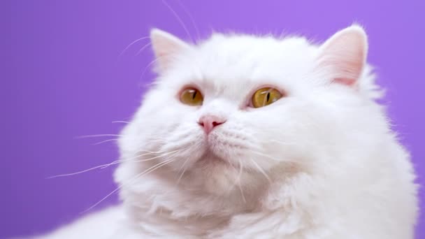 Adorable mascota doméstica linda. Gato blanco esponjoso aislado sobre fondo violeta en estudio. Animales, naturaleza, concepto de gatito . — Vídeos de Stock