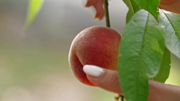 Kvinnlig hand plocka mogna saftiga persikor från persika träd. Filial i fruktträdgården. Ren fruktträdgård, skörd, Söt matkoncept. — Stockvideo