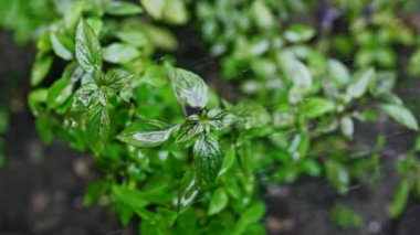 Genovese bitkisinden taze yapraklar. Bahçede yetişen fesleğen sulayan bahçıvan. Kaliteli ilaçlarda, baharatlarda kullanılabilir. Kutsal Tulsi olarak da bilinir. Yavaş çekim. 