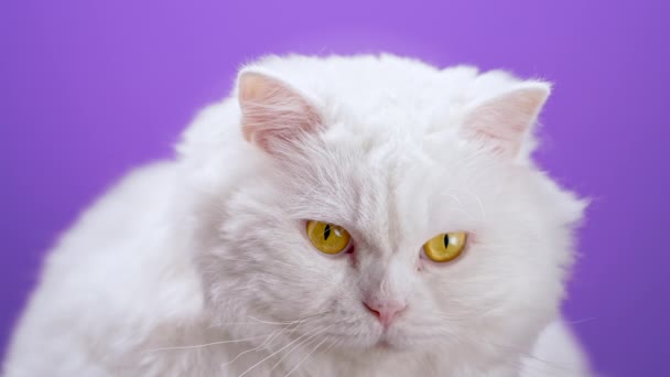 Amazing domestic white pet is isolated on purple wall background. Portrair of furry cat in studio. Animals, friends, home concept. — Stock Video